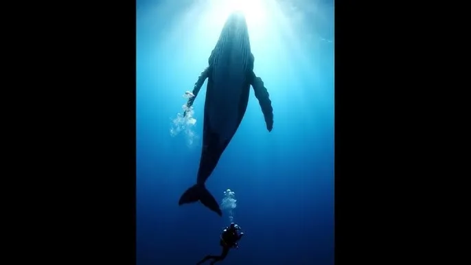 进行夏眠的海洋动物 - 深蓝星球：探索海洋深处的未知世界
